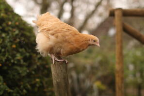 Buffy, il giovane Buff Orpington