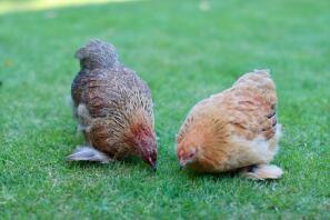 Henny e Penny la coppia Pekin.