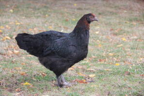 Pollo in giardino