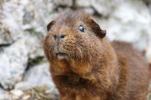 Una cavia rex cochon.