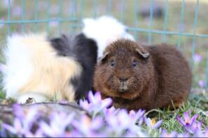 Una cavia rex cochon.