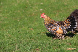 Pollo in giardino