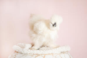 La nostra gallina Silkie Bluebelle