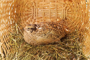 Pollo nel cesto