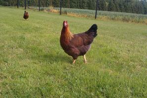 Gallina di Welsummer