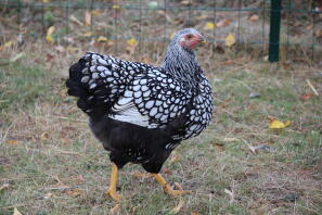 Pollo in giardino