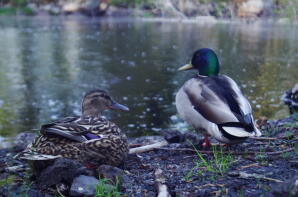 Due germani reali seduti vicino all'acqua