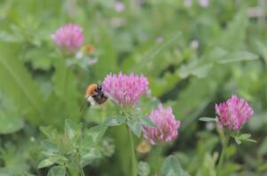 Un bel fiore che viene lucidato dalle api.