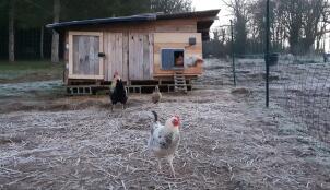 Galline fuori da un pollaio di legno con un Autodoor montato