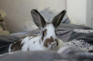 Coniglio sdraiato sul letto