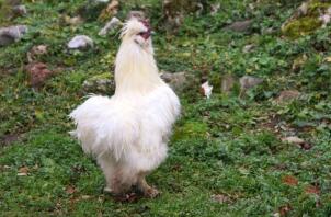Un pollo bianco e soffice sull'erba