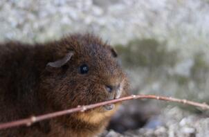 Una cavia rex cochon.