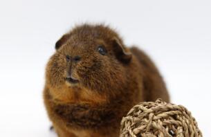 Una cavia rex cochon.