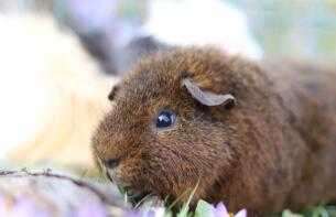 Una cavia rex cochon.