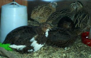 Coturnix Quaglia