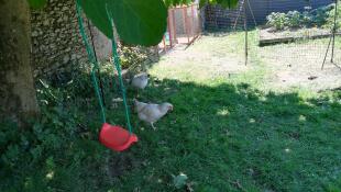 Due polli al pascolo in un giardino con un'altalena