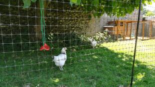 Un pollo bianco in un giardino dietro un recinto per polli