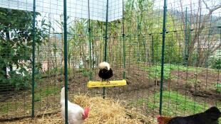 Un pollo che si diverte a sedersi su un petch di pollo all'interno di un Omlet walk in chicken run.