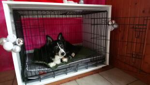 Un cane bianco e nero sdraiato su un letto all'interno di un Fido Studio
