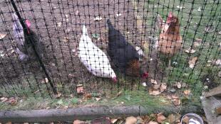 Omlet recinzione per polli e galline