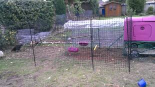 Omlet viola Eglu Cube grande pollaio e corsa con coperture trasparenti e Omlet recinzione per polli