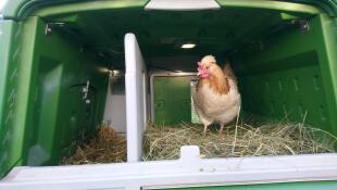 Un pollo dentro un grande pollaio verde Cube 