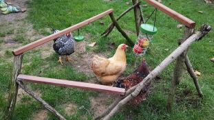 Galline con Omlet Caddi portaoggetti e giocattolo da beccare