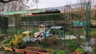 Gigio in his luxurious Pet Run