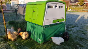 Omlet verde Eglu Cube grande pollaio e correre con i polli in giardino