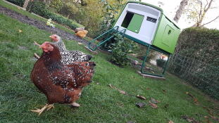 Omlet verde Eglu Cube grande pollaio con polli in giardino