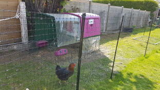 Viola Eglu Cube grande pollaio e correre in giardino con pollo e Omlet pollo recinto