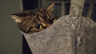 Un gatto che riposa nel cesto del suo albero per gatti al coperto
