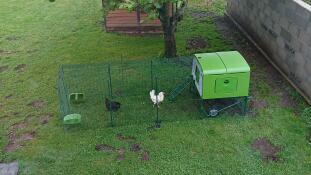Omlet verde Eglu Cube grande pollaio e correre con i polli in giardino