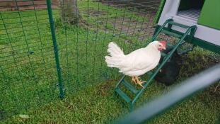 Pollo scala di arrampicata di Omlet Eglu Cube grande pollaio e correre