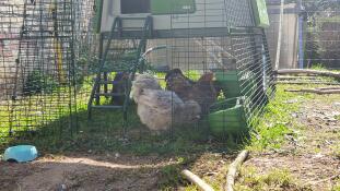 Tre polli che beccano un po' di cibo all'interno del Eglu Cube run extension.