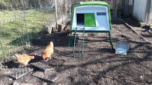 Due polli arancioni in un giardino con un grande pollaio verde Cube 