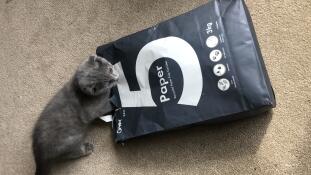 Moonpie ama la sua nuova lettiera per gatti!