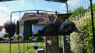 Simpatico gatto nero che si rilassa in Omlet catio all'aperto