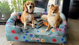 Beagle e cane da pastore delle shetland