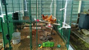 Alcune delle nostre galline che si Godono il loro nuovo trespolo Omlet 