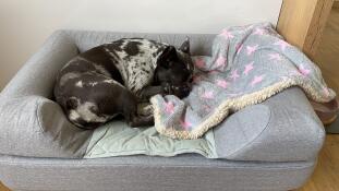 Un cane che dorme su questo letto per cani grigio con topper bolster