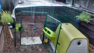 Paradiso delle galline