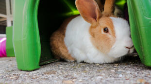 Un coniglio seduto in un rifugio per conigli.