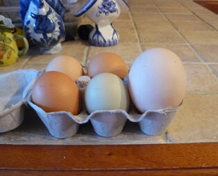 6 uova in un portauova