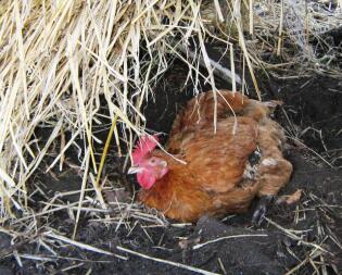 Pollo seduto nella sporcizia