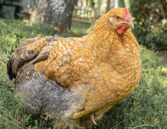 Pollo in giardino