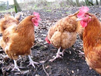 Galline del bosco in libertà alla ricerca di vermi