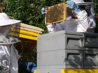 Apicoltore: un lavoro nobile e un ruolo fondamentale per ambiente