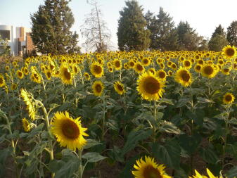 girasoli