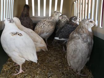 Uccelli neri grigi e bianchi in una gabbia che guardano fuori